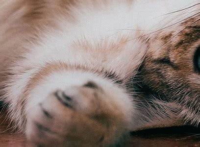 Feline Genetics Reveal History, Early Domestication of Cats