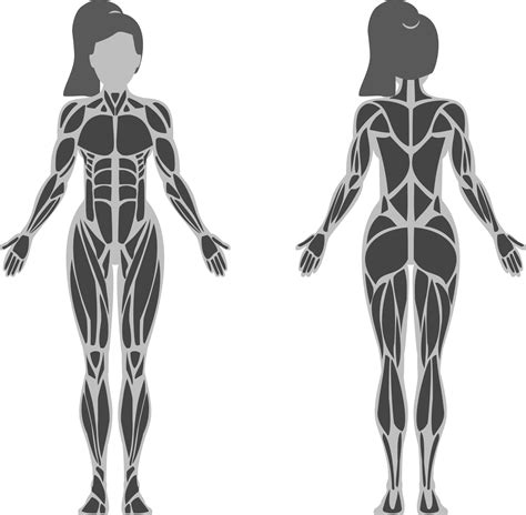 Female Anatomy Muscle Diagram at William Kaplan blog