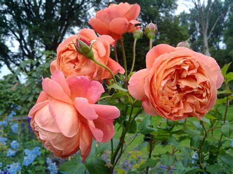 Summer Song ® | Rose, orange, 125 - 150cm (D. Austin, 2005) | Rosa ...