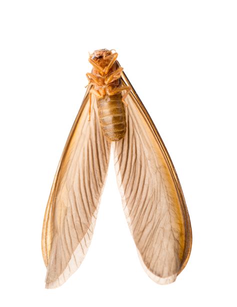 Everything You Need to Know About a Flying Termite Swarm - Budget