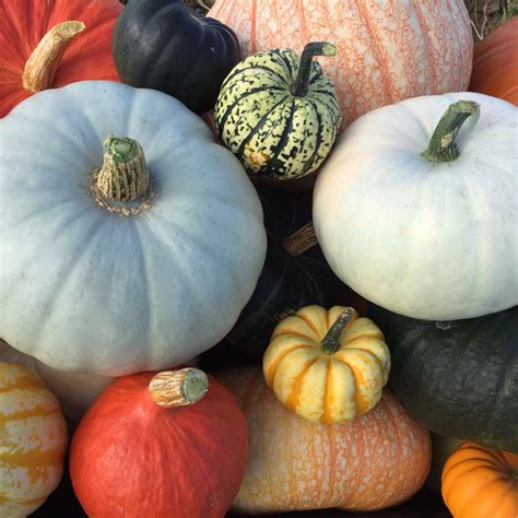 Specialising in Pumpkin Products, | Buy Online | The Pumpkin Store