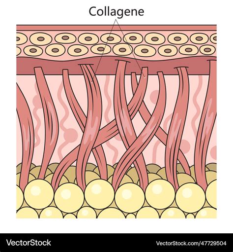 Collagen protein structure diagram medical science