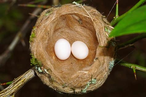 Hummingbird Eggs: Everything You Need to Know