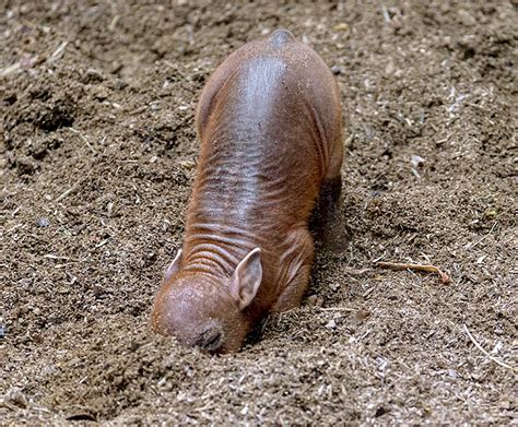 Babirusa | San Diego Zoo Wildlife Explorers