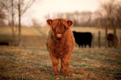 Highland Cattle Baby
