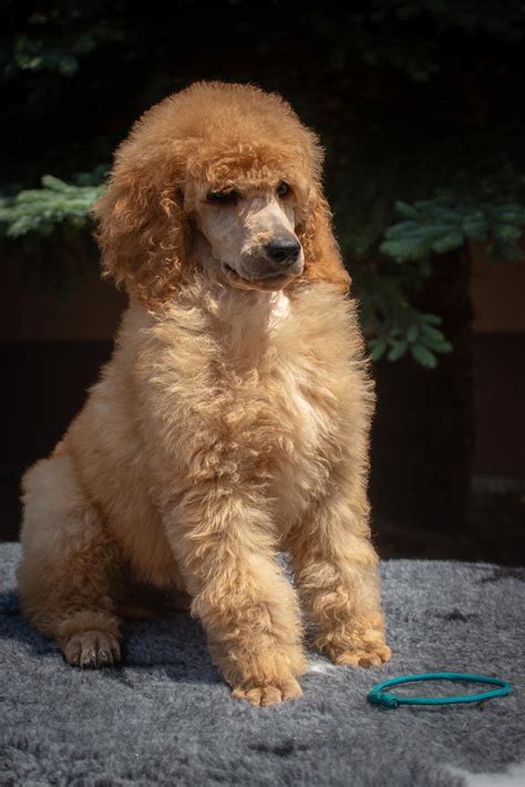 Standard Poodle – Dogs Jelena Dog Shows