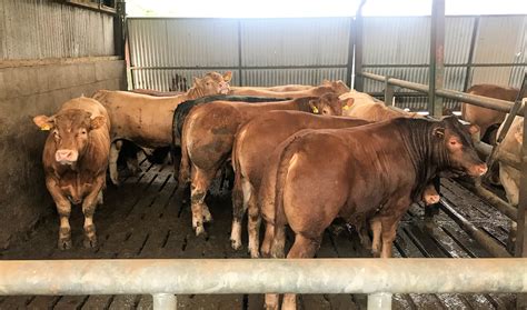 How Much Does It Cost To Butcher A Cow In Texas at Imogen Bissonette blog