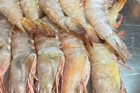 Фагри - Егео.бг - търговия с морски продукти, пресни, охладени и замразени