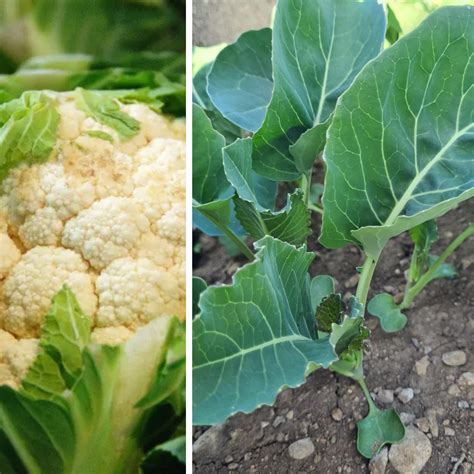 Plants choux fleur - L'effet Papillon