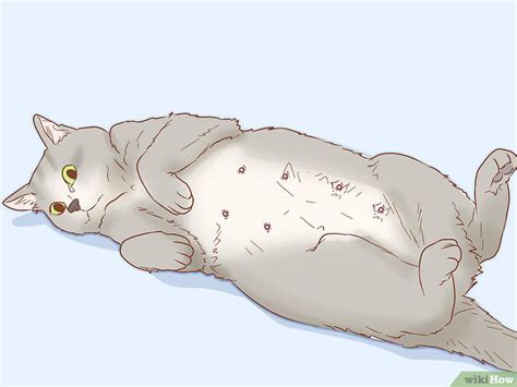 Como Saber Se A Gata Esta Prenha - Como Saber Se Sua Gata Está Prenhe: 12 Passos