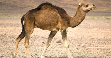 dua manfaat daging unta    tahu