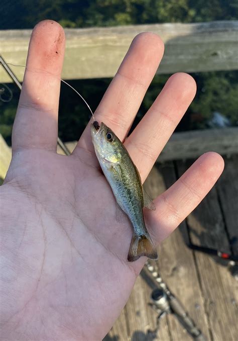 nice     bass   local pond spawned nicely  year