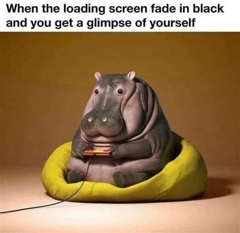 glimpse  shame funny funny memes animal memes funny cartoons