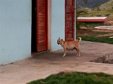 Effortless Dog Door Training: Tips and Tricks for Pet Owners