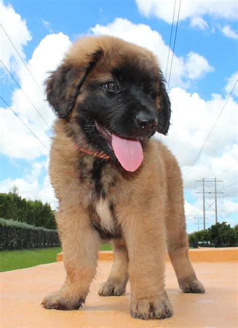 Leonberger Giant