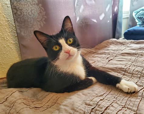 Persimmon2 - The Dogwood Animal Rescue Project