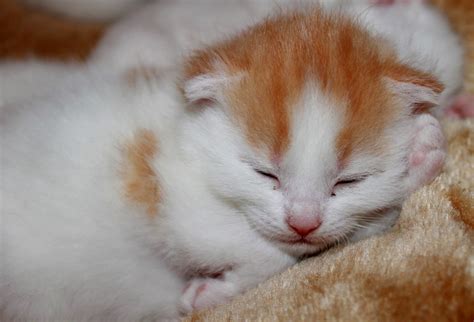 Free Images : sweet, pet, kitten, close up, nose, whiskers, skin