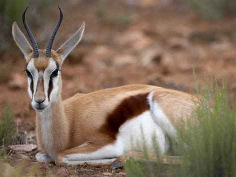 Meet the Springbok | South Africa's National Animal