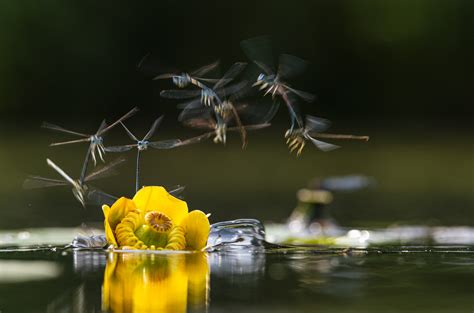 xxxxx foto bild tiere wildlife libellen bilder auf