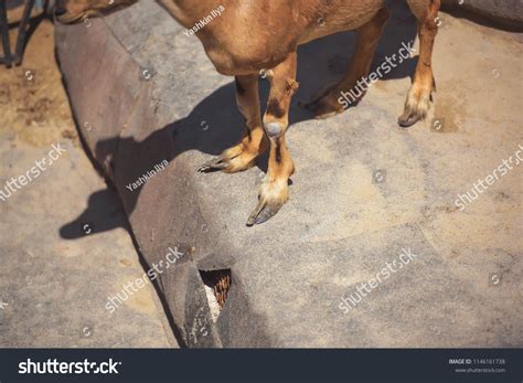 Legs Mountain Goat Hooves Goat Wild Stock Photo 1146161738 | Shutterstock