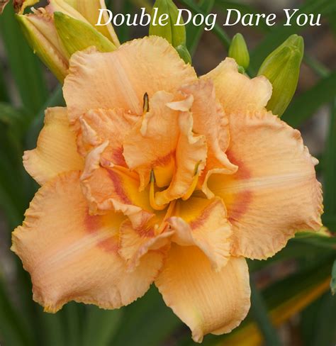 daylilyandiris - Double Dog Dare You