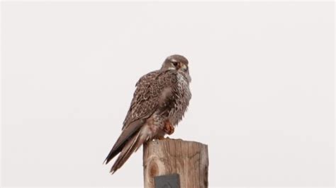 Prairie Falcon | MarkEisingBirding