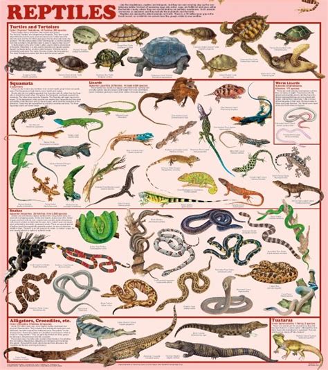 Nome De Animais Répteis - biodiversidade dos animais: répteis