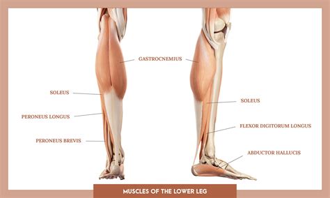 Muscles of the lower limb - Michael Loehr