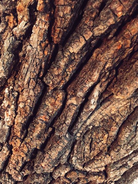 Древесная кора ,текстура кора дерева,Инстаграмм сторис wood texture