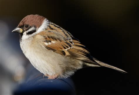 An unexpected bird in Honkai: Star Rail and China’s war on sparrows