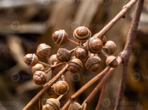 tree seed tree stock  images  backgrounds