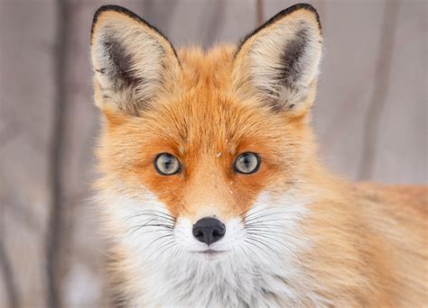 fox fan