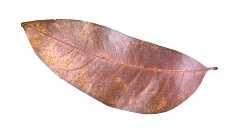 dry leaves on a transparent background 21967473 PNG