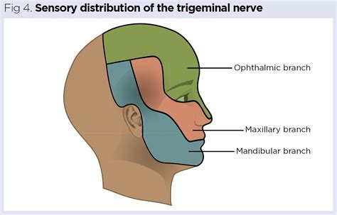 Nervous system 5: the peripheral nervous system – cranial nerves ...