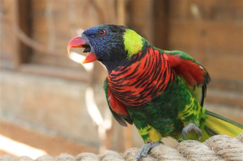 Parrot,animal,red,bird,birds - free image from needpix.com