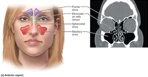 sinus infection  symptoms diagnosis treatment home remedies