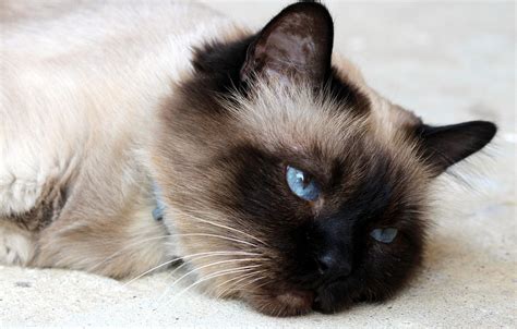 Cat Burmese Tired · Free photo on Pixabay