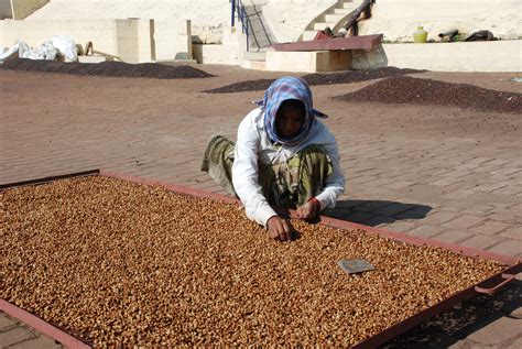 How Long Do Coffee Beans Last? All Your Questions on Coffee Freshness