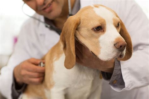 Beagle Health Issues: 7 Common Diseases to Look Out For – Dogster