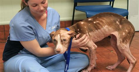 Abused dog receives outpouring of sympathy