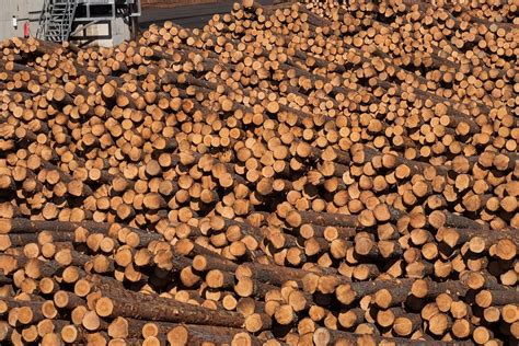 Norway Pine Tree Guide: Everything You Need To Know! - The Forestry Pros