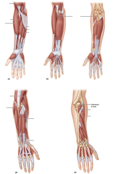 hand  forearm diagram quizlet