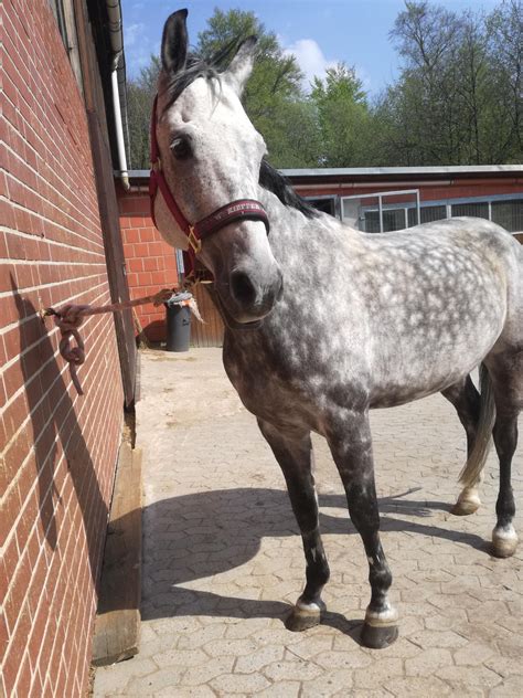 No mom, i dont know why the farrier is here, i totally didnt lose a