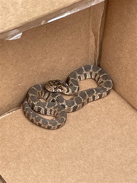 Baby Rat Snake? Located in Central Texas. : r/snakes