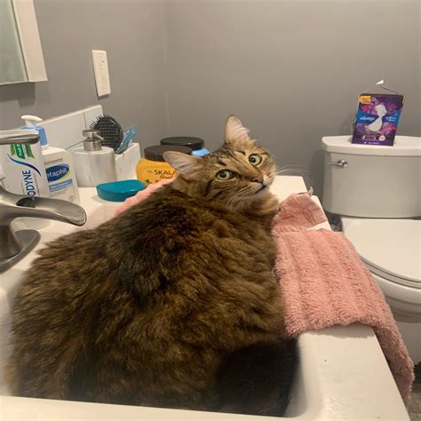 antioch animal shelter