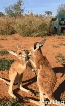 Kangaroo Fight GIFs | Tenor