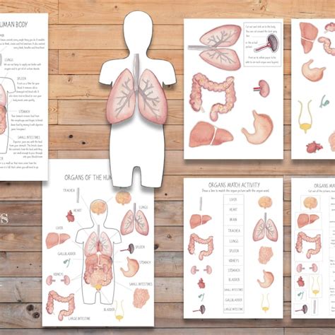 organs  body poster etsy