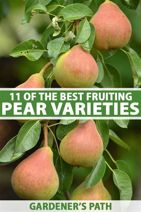 fruiting pear varieties gardeners path