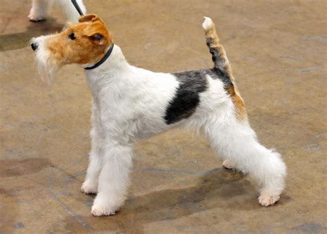 Wire Fox Terrier hypoallergenic dogs | PETSIDI