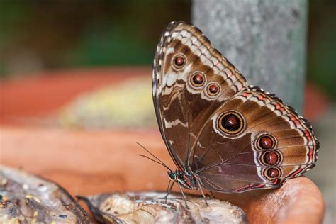 Blue Morpho Butterfly Feeding on Rotting Fruit 8107080 Stock Photo at